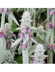 Oreille d'ours à grandes feuilles Cotton ball 2