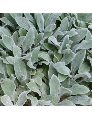 Oreille d'ours Sliver carpet