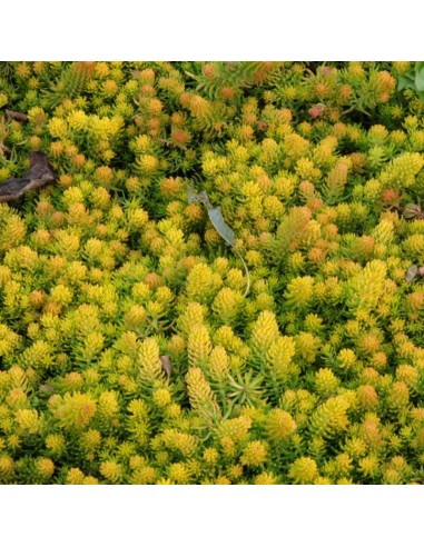 Orpin réflechi Angelina