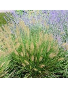 Herbe aux ecouvillons "Hameln"
