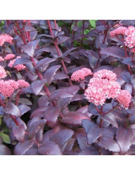 Orpin José Aubergine