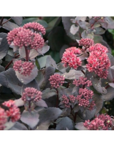 Orpin José Aubergine