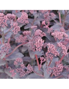 Orpin "Purple emperor" 2