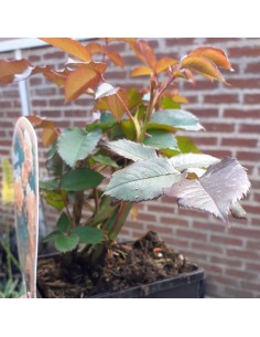 Rosier Doris Tysterman 2