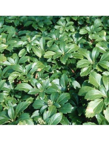 Pachysandra terminalis