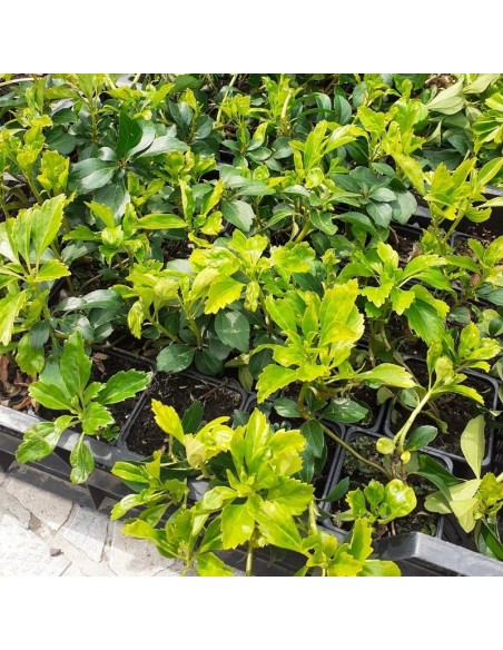 Pachysandra terminalis