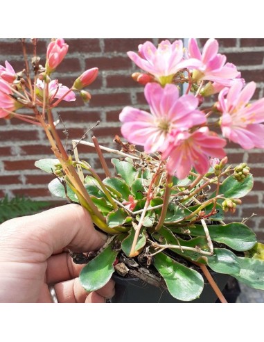 Lewisia cotyledon