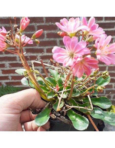 Lewisia cotyledon