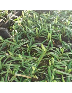Liriope muscari Monroe white 2
