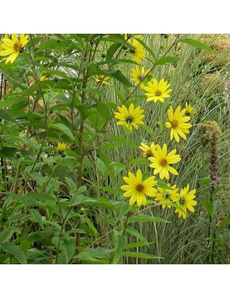 Soleil vivace "Lemon queen"