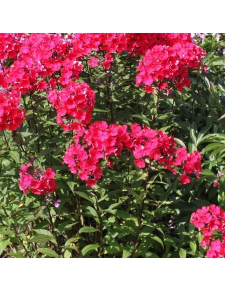 Phlox paniculata "starfire"