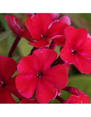 Phlox paniculata starfire