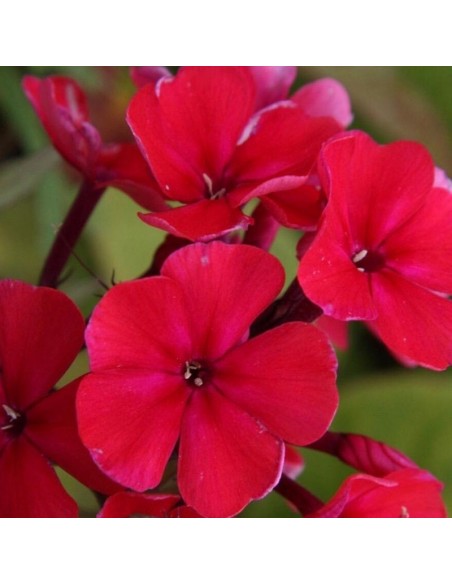 Phlox paniculata starfire
