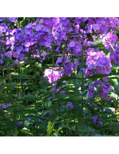 Phlox paniculata Amethyst