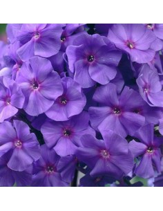 Phlox paniculata Amethyst 2