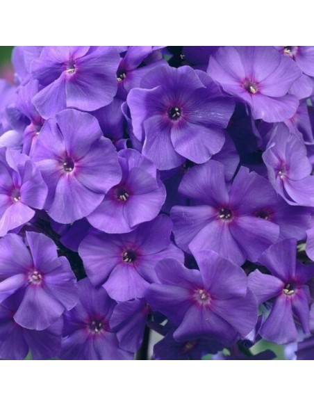 Phlox paniculata Amethyst