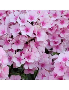 Phlox paniculata "Bright eyes"