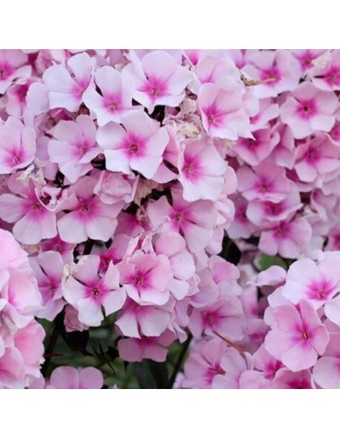 Phlox paniculata "Bright eyes"