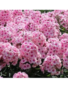Phlox paniculata "Bright eyes" 2