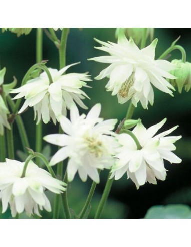 Ancolie Green Apples