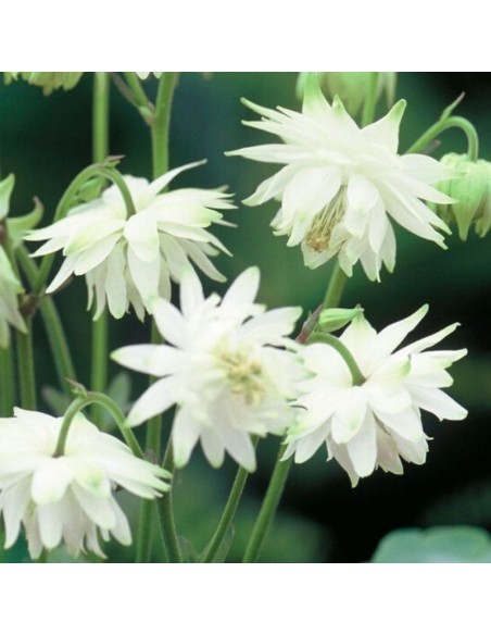 Ancolie Green Apples