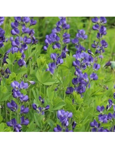 Lupin indigo - Baptisia australis