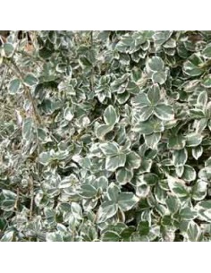 Fusain persistant "Harlequin"