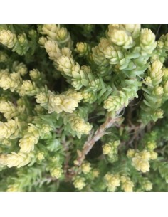 Orpin âcre "Elegans"