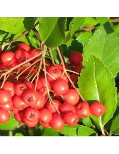 Buisson ardent "red column"
