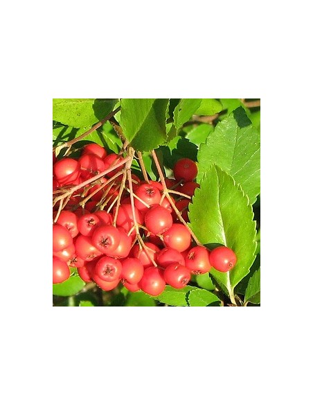 Buisson ardent "red column"