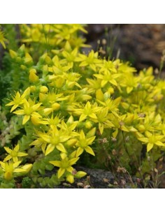 Orpin âcre "Elegans" 2