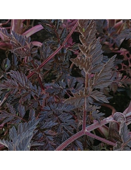 Cerfeuil sauvage Cerfeuil sauvage