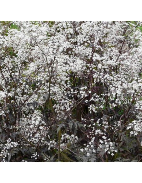 Cerfeuil sauvage Cerfeuil sauvage