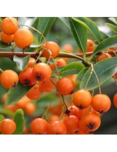 Buisson ardent "golden charmer"