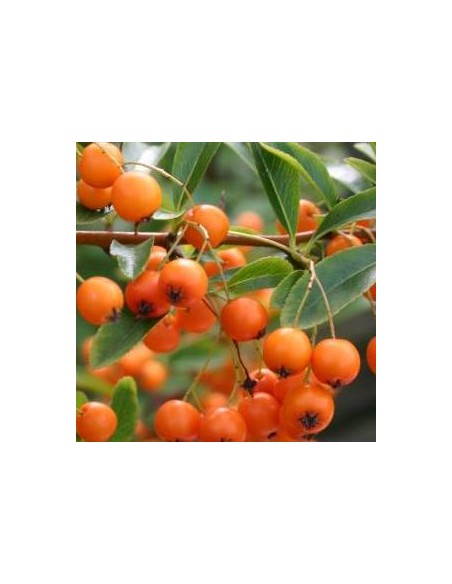 Buisson ardent "golden charmer" Buisson ardent "golden charmer"