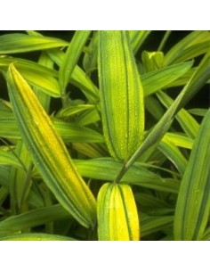 Pleioblastus auricomus 2