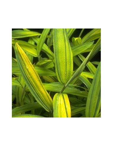 Pleioblastus auricomus