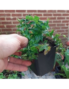 Acanthe de Hongrie white lips 2