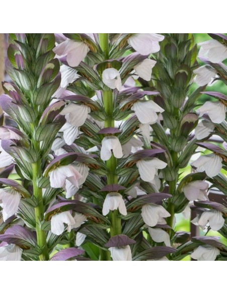 Acanthe de Hongrie white lips