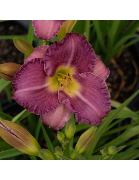 Hémerocalle Entrapment