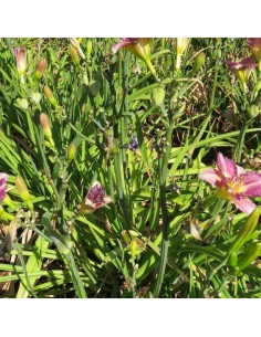 Hémerocalle Entrapment 2