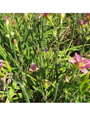 Hémerocalle Entrapment