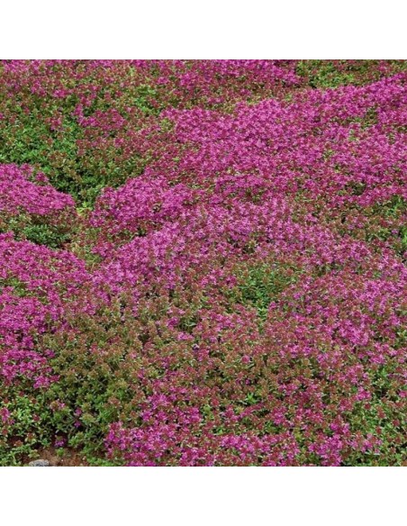 Thym serpolet Coccineus