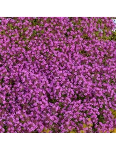 Thym serpolet Coccineus - Thym rouge - Thymus Praecox 2