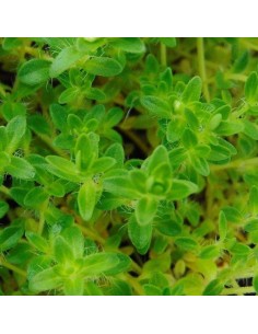 Thym précoce Albiflorus 2