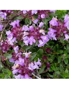 Thym Purple beauty - Thymus praecox 2