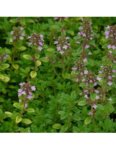 Thym citron Bertram Anderson 2