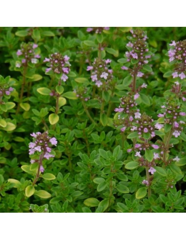 Thym citron Bertram Anderson