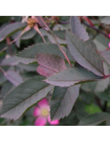 Rosier botanique - rosa glauca