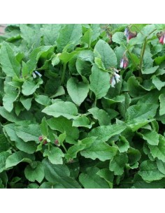 Consoude à grandes fleurs Hidcote pink 2